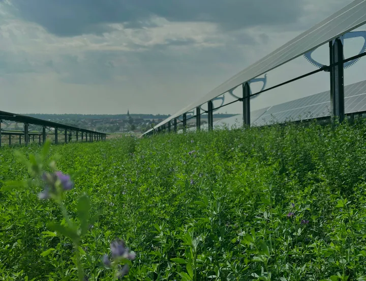 Einachsig nachgeführte Agri-PV-Modulreihe über blühender Luzerne, am Horizont ein Dorf