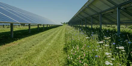Blick durch die Gasse zwischen zwei Modulreihen einer Freiflächenanlage, im Gras blühende Wildkräuter