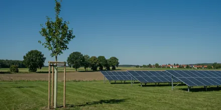 Junger, mit Pfählen gestützter Baum auf einer Wiese, im Hintergrund eine Solaranlage